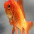 Goldfish - symbols of good luck