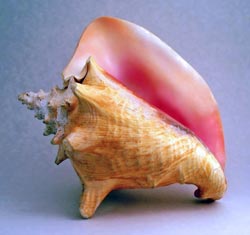 The Conch shell