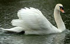 swan