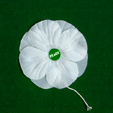 White Poppy