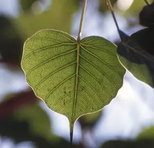 Buddhi Leaf ring