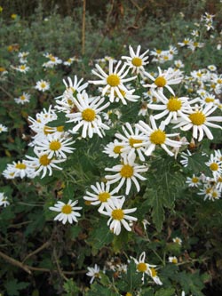 Chrysanthemums