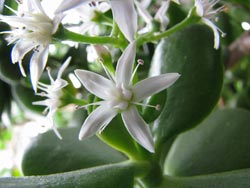 The Jade Plant