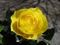 Eine gelbe Rose