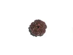 Rudraksha