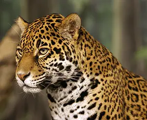 Jaguar