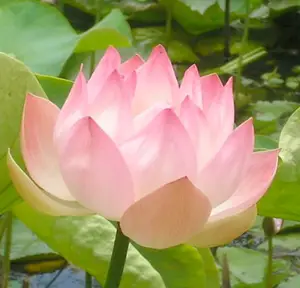 Lotus Flower