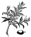 橄榄枝和平符号1.jpg (8232 字节)