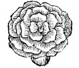 rose49.jpg (6237 bytes)