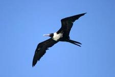 Vogelsymbol