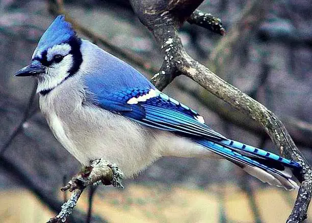 Blauhäher