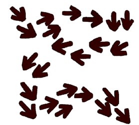 Buschhuhn
