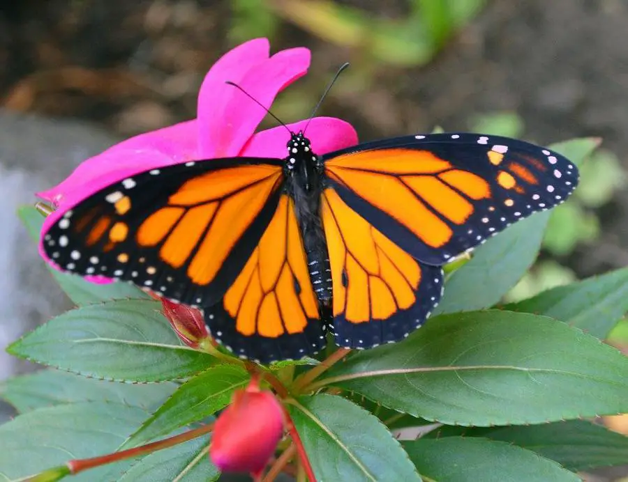 Símbolo de esperanza de los nativos americanos: la mariposa