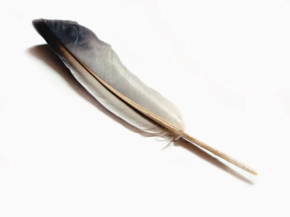 Simbolismo de la pluma