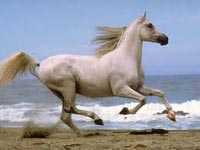 Pferd