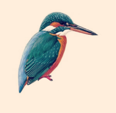 Eisvogel