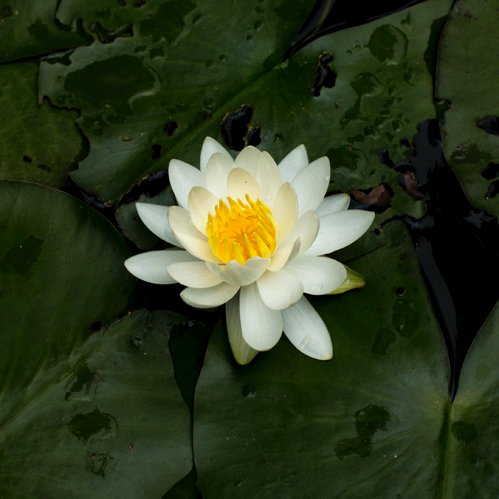 Flor de loto