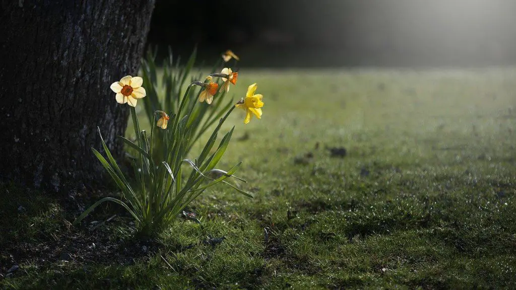 Simbolismo de la flor de narciso