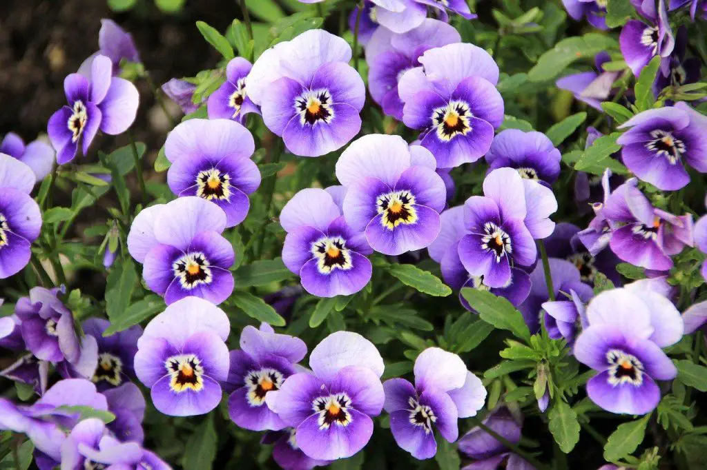 Simbolismo de la flor del pensamiento