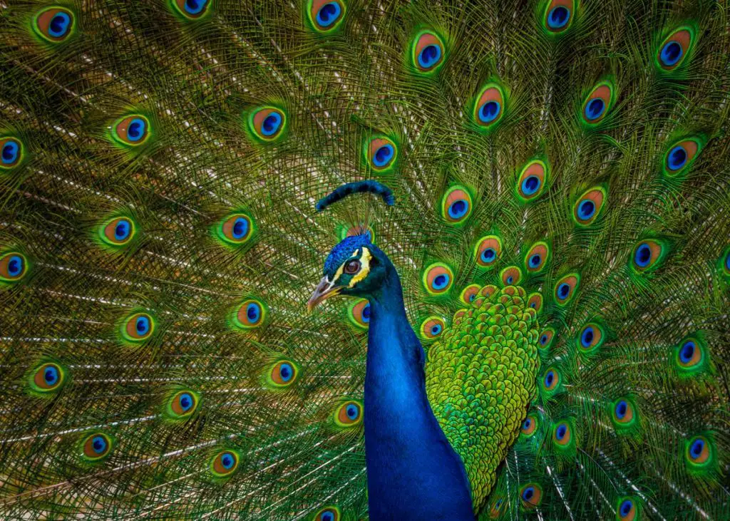 Pavo real, símbolo hindú