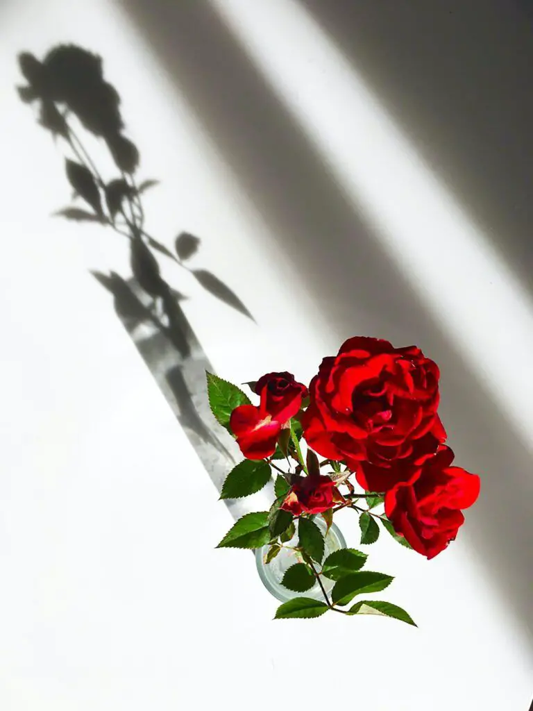 Rosa roja