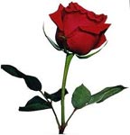 Rote Rose