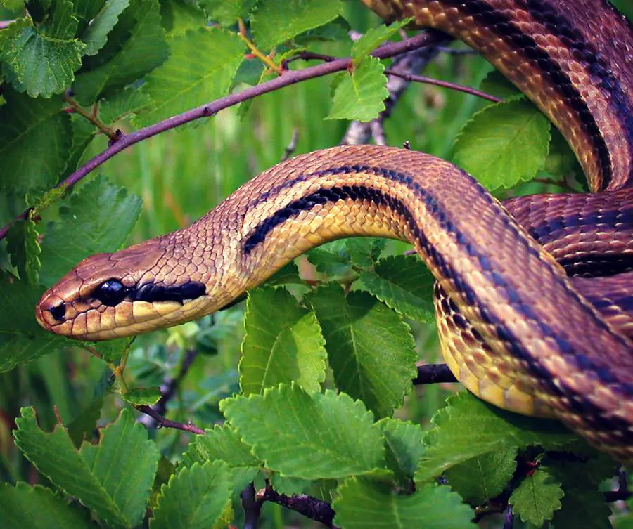 Serpiente