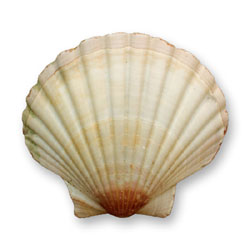 Muschel