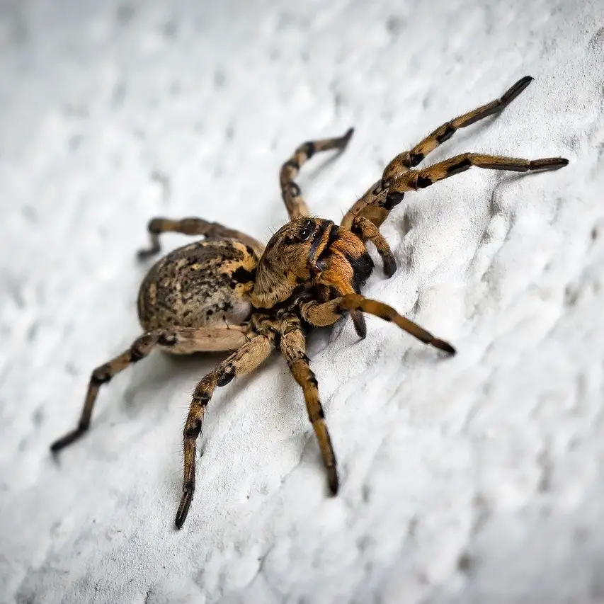 Símbolo de la araña