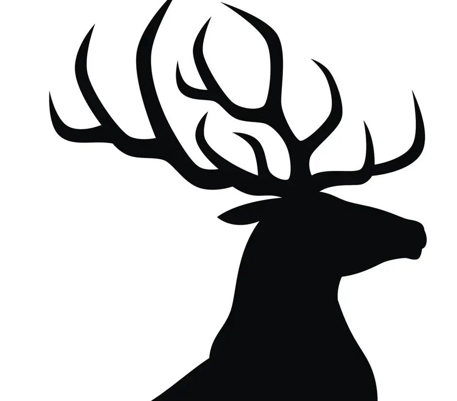 Ciervo macho