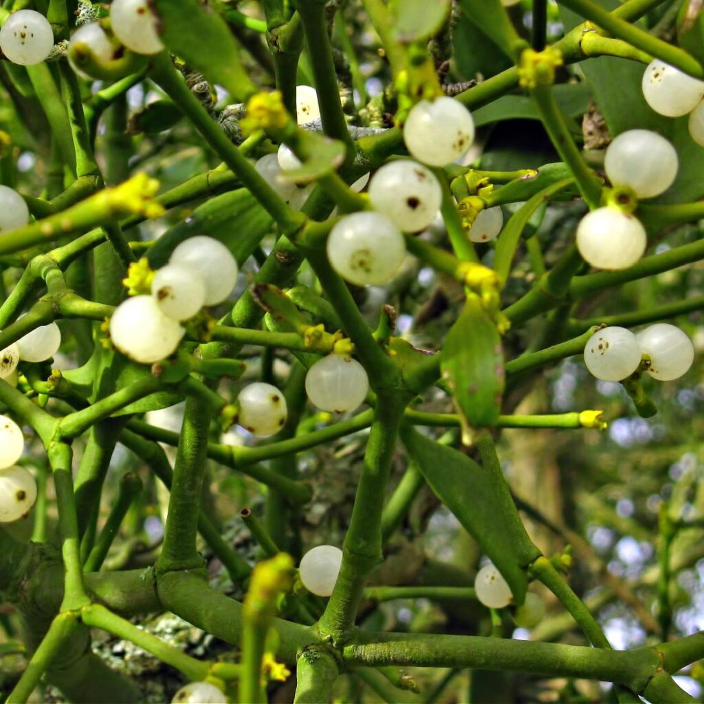 Símbolo del muérdago