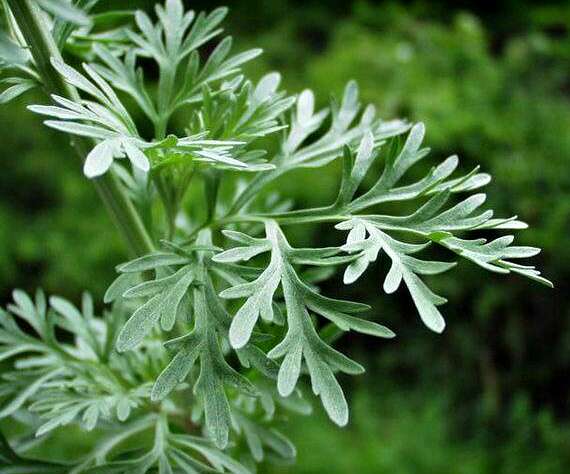 Wormwood