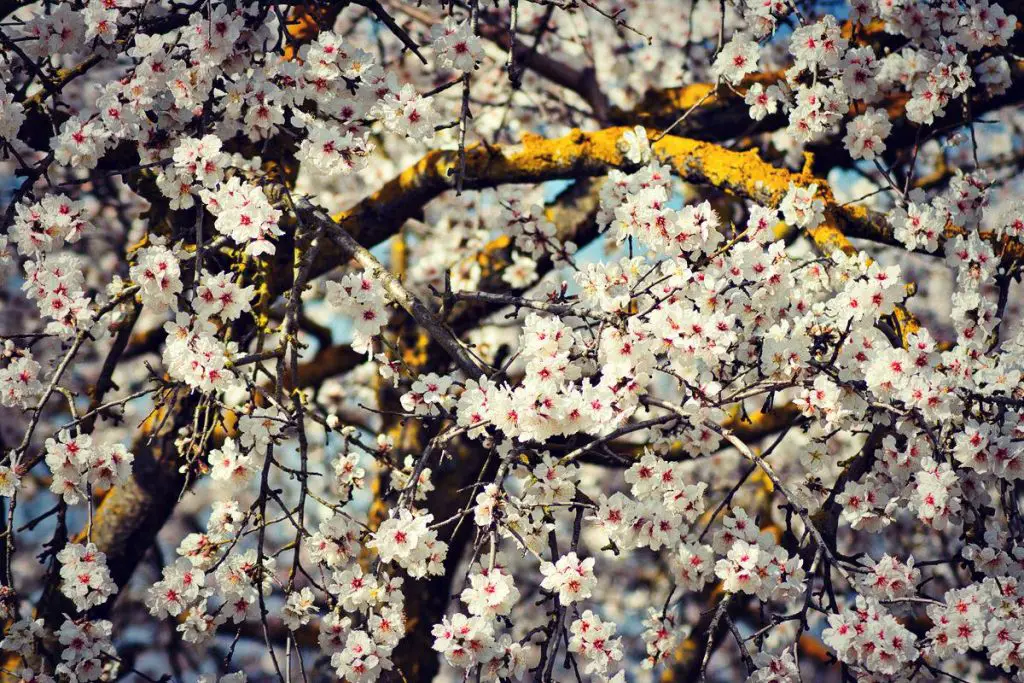 Almond Blossom - Symbols of Hope and Renewal