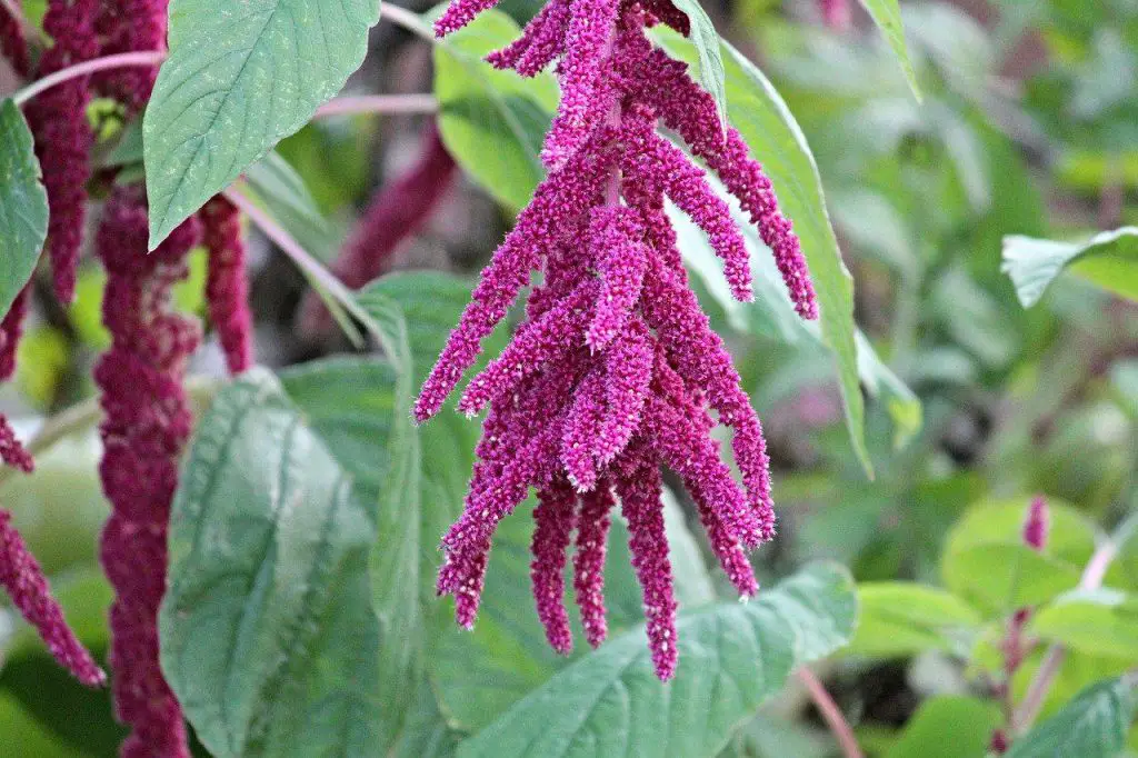 Amaranth Symbolism