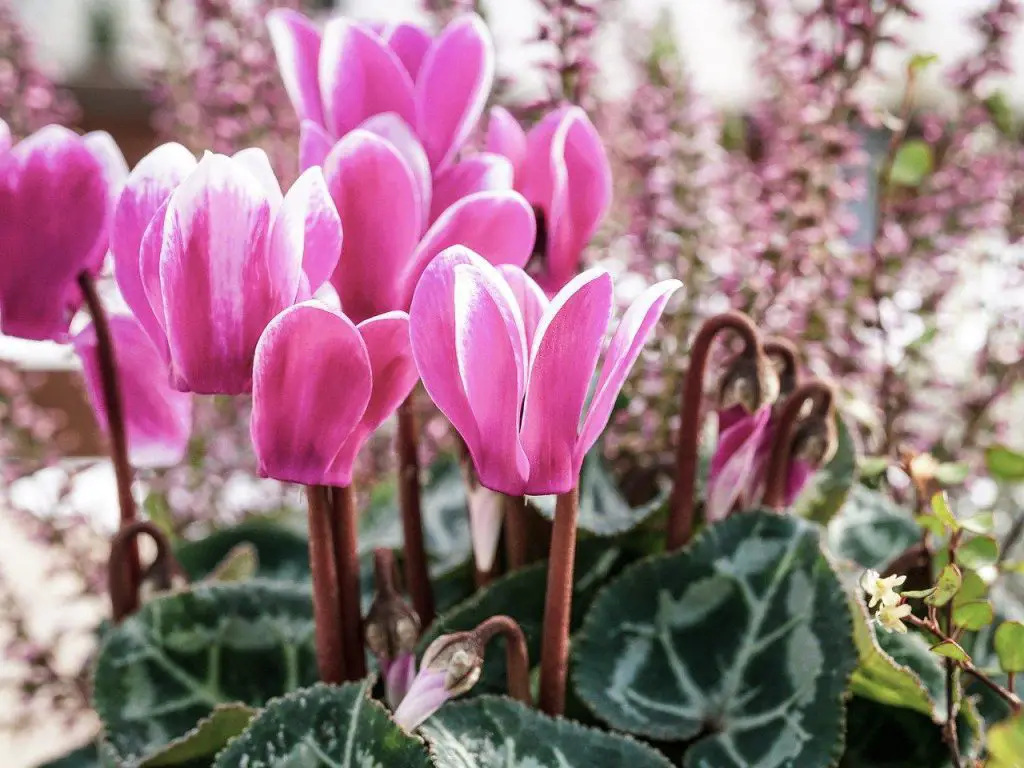 Cyclamen flower symbolism