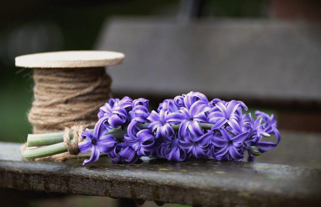 Hyacinth Symbolism