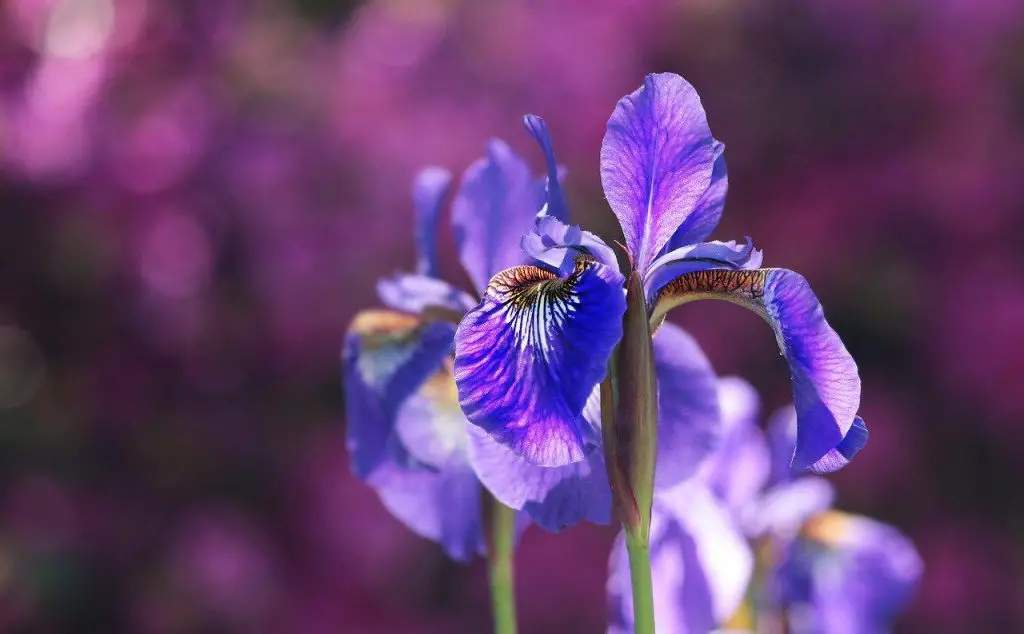 Iris flower symbolism