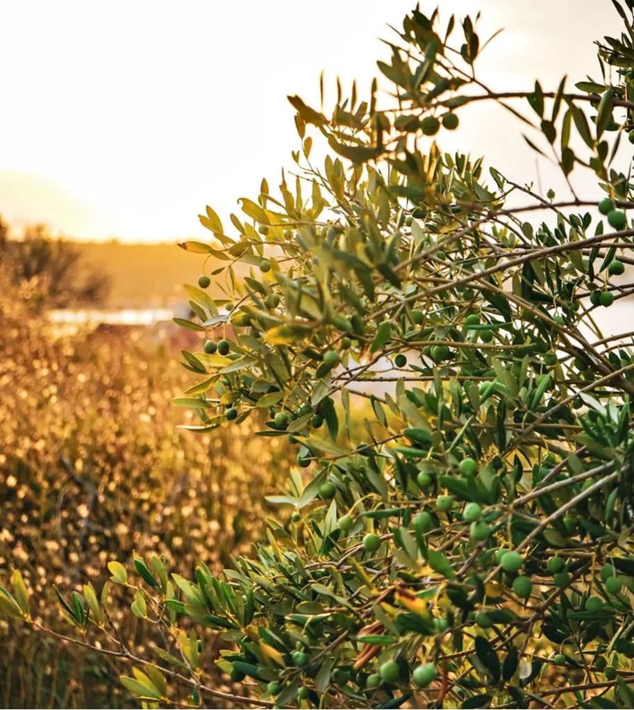 Olive Tree Symbols of Hope