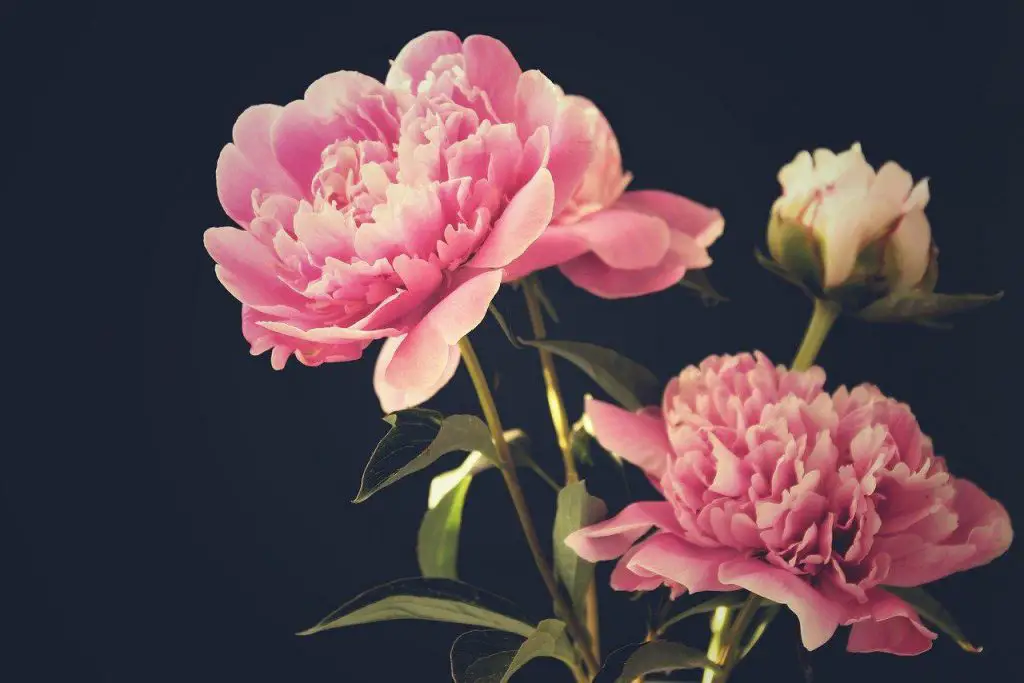 Peony flower symbolism