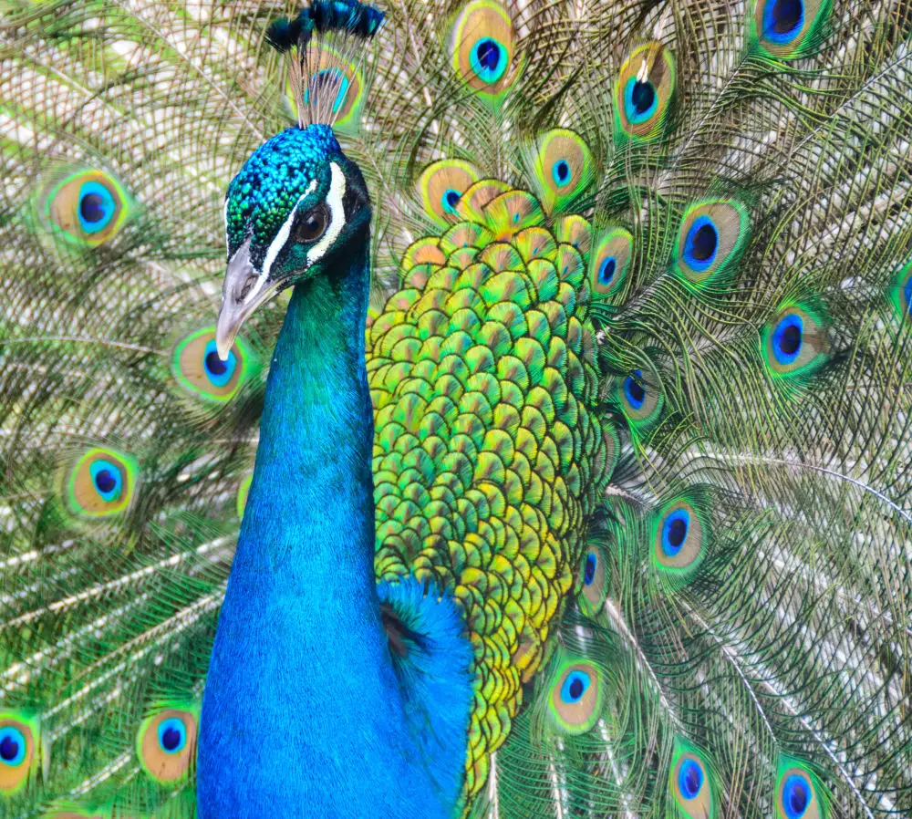 Peacock feathers