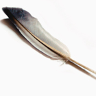 Feather Symbol