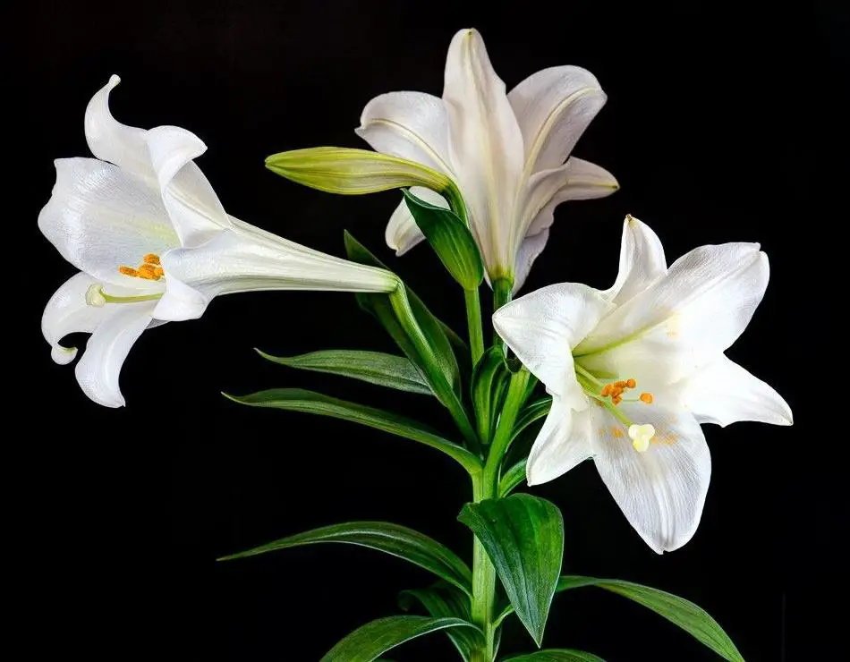 Easter Lilies