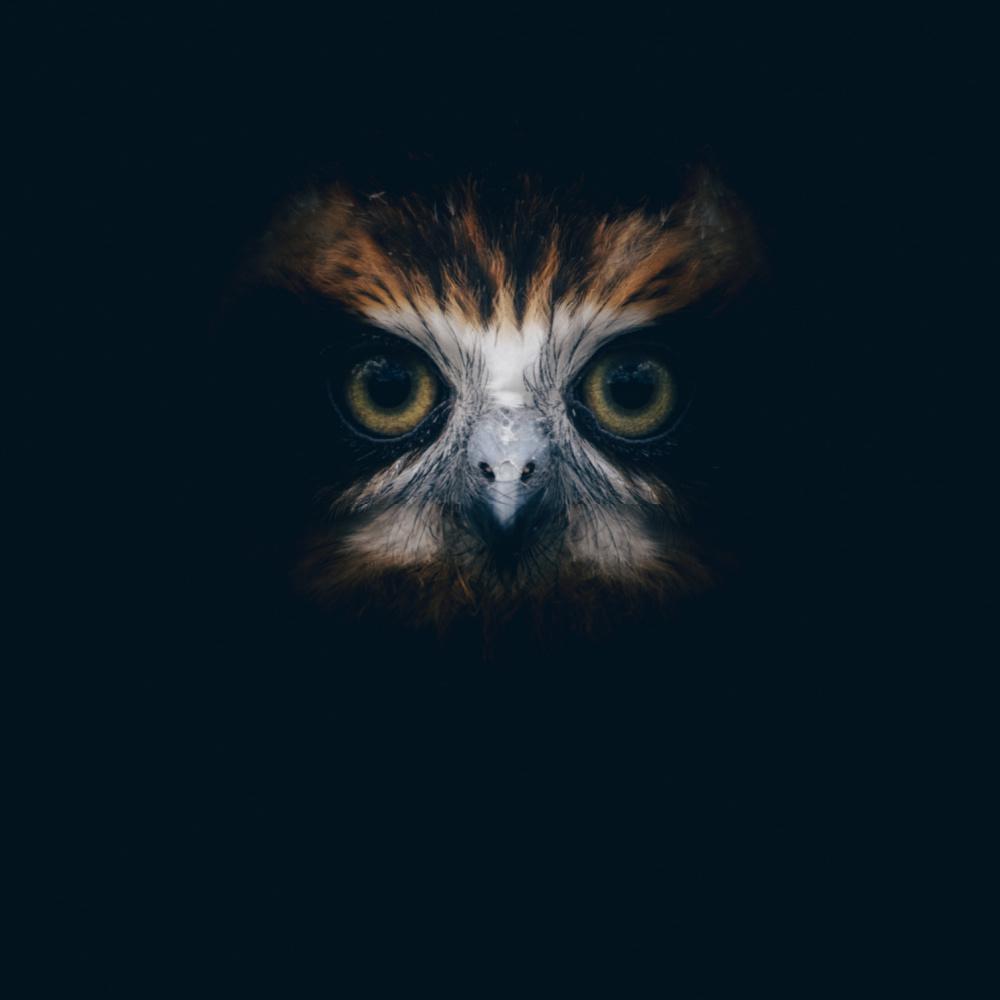 Owl Symbol