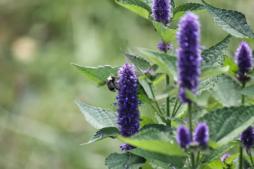 Hyssop Symbolism