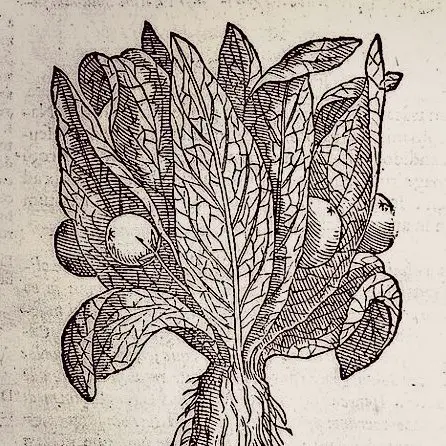 Mandrake