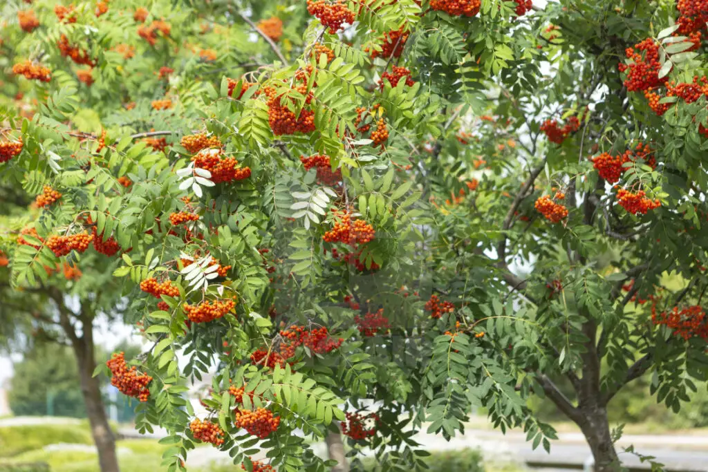 Rowan Tree