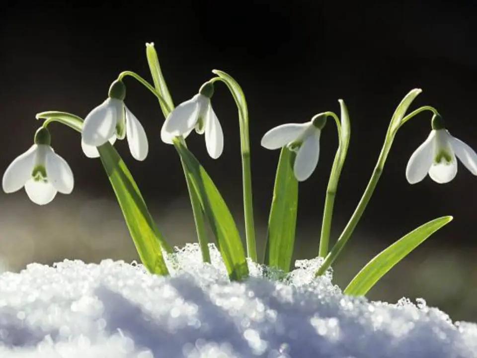 Snowdrop Symbol